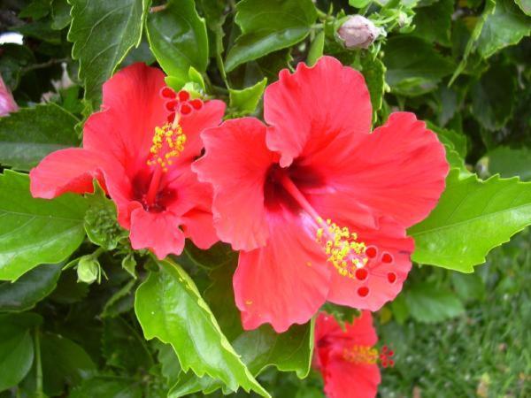 Hibiscus Apartment Marausa Ngoại thất bức ảnh
